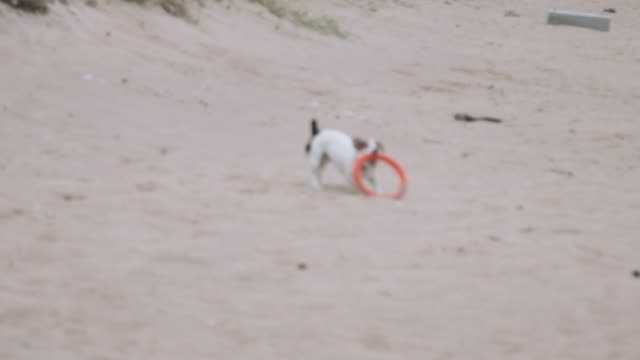 Hund-spielt-mit-Spielzeug-am-Strand