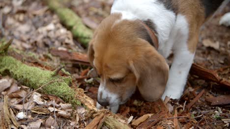 Familie-Haustier-Beagle-Hund-Graben-im-herbstlichen-Wald