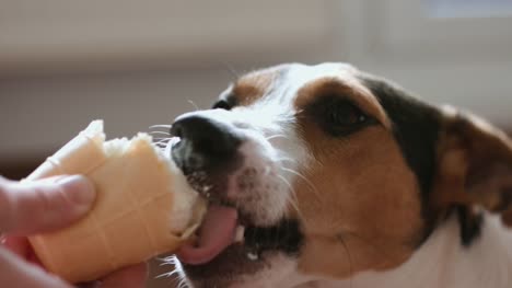Dog-eat,-biting-and-licking-ice-cream