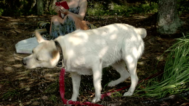 Der-süße-Labrador-Retriever-Hund-wackeln-seinen-Körper-FS700-Odyssey-7Q-4K