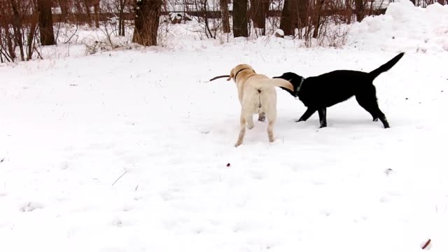 Dos-perros-labrador-tocando-juntos