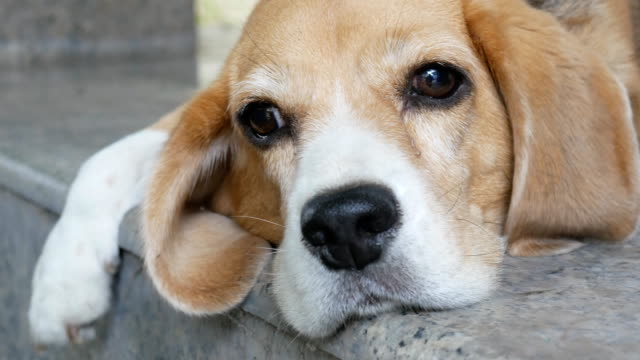 Close-up-portrait-of-adorable-tricolor-beagle-dog