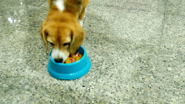 Entzückende-Beagle-Barf-Essen-warten