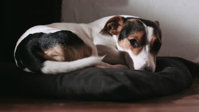 Jack-Russell-perro-pone-en-la-almohada.