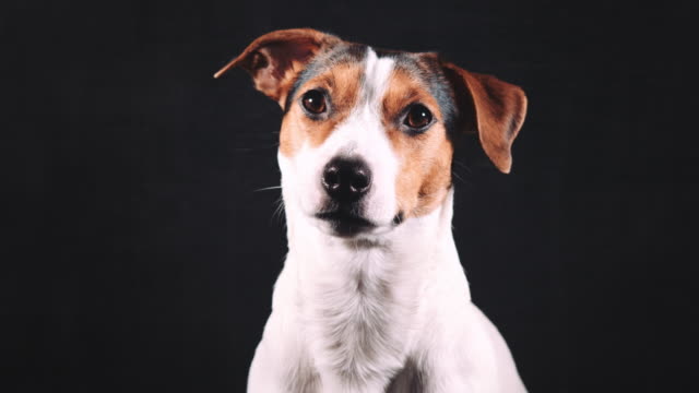 Jack-Russell-Terrier-Blick-auf-die-Kamera