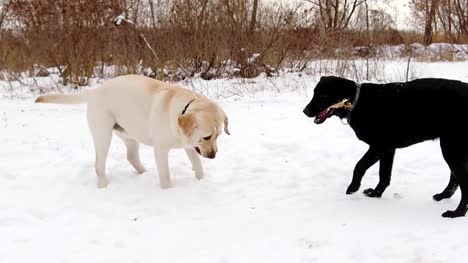 Zwei-Labrador-Hunde-zusammen-spielen