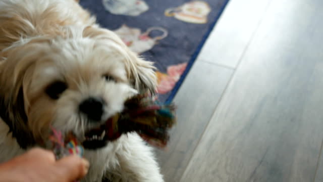Small-white-shih-tzu-playing-with-a-toy
