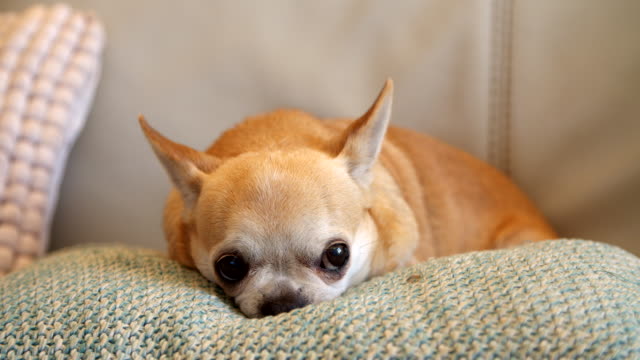 Chihuahua-Hund-sitzt-auf-Kissen-drinnen
