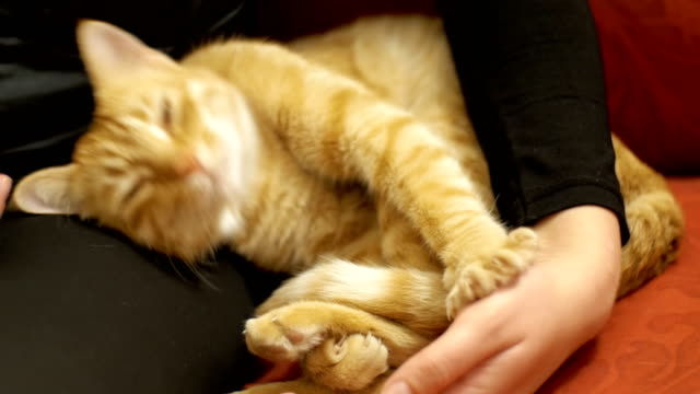 Mujer-acariciando-un-gato-rojo-tumbado-en-el-sofá