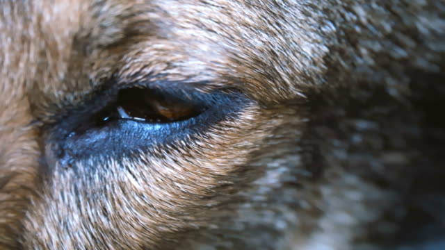 Closeup-of-the-eyes-of-a-dog-falling-asleep
