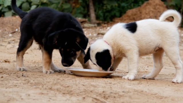 Two-puppies-eating-from-milk-bowl-in-the-garden