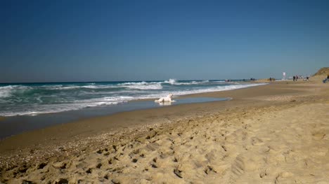 Perro-blanco-jugando-en-la-playa,-el-fin-de-semana-día-de-invierno,-Israel