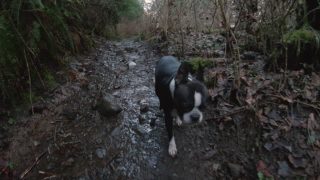 Low-Steady-Cam-Shot-of-Boston-Terrier-Dog-on-Forest-Hiking-Trail