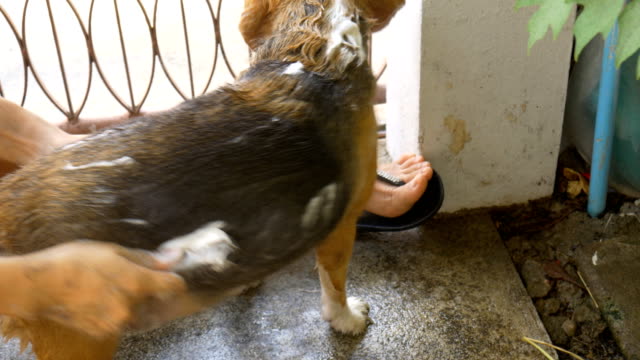 Owner-bathing-beagle-dog