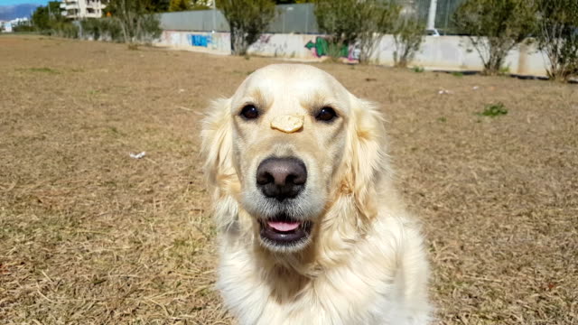 Golden-Retriever-Hund-macht-Tricks-mit-einem-Stein-auf-dem-Kopf-in-Zeitlupe.
