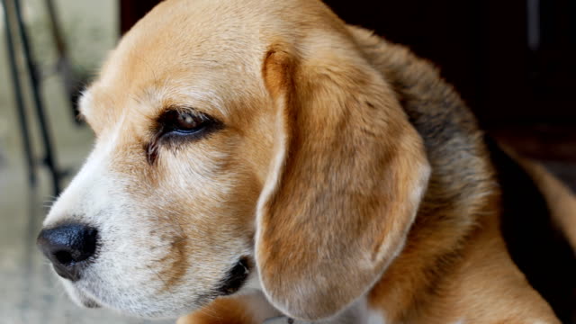 Nahaufnahme-Porträt-von-entzückenden-Beagle