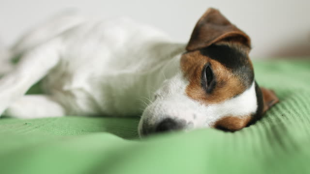 Jack-Russell-Terrier-auf-dem-Bett-liegend
