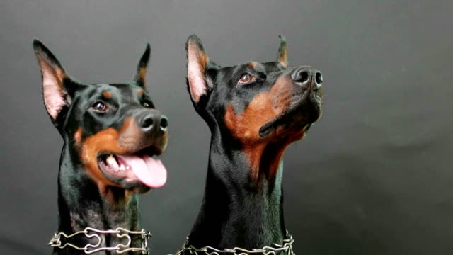 listening-attentively-to-masters-commands,-closeup-side-view-of-two-black-and-brown-dobermans