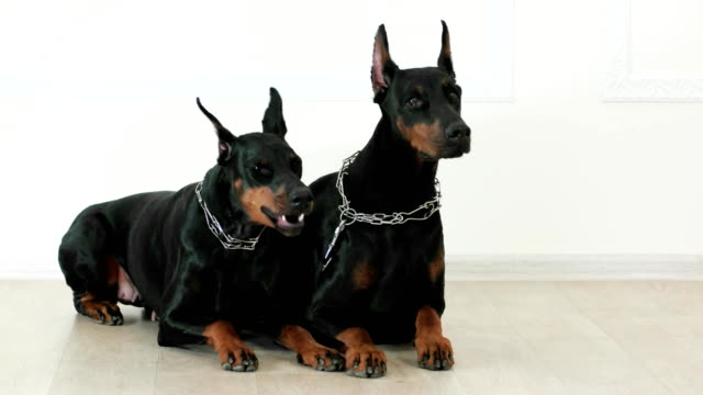doberman-pinschers-lying-together-on-white-wooden-floor-waiting-for-commands,-yawning-dog-model