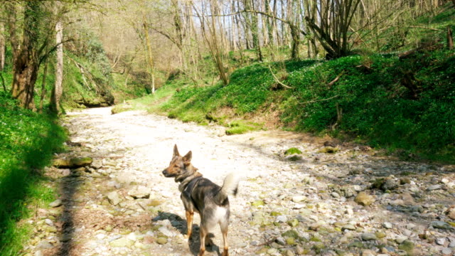 Hund-erforscht-Wilden-Wald-und-Flussbett
