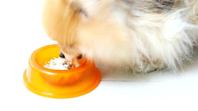 Hungriger-Hund-Essen-Essen-aus-Schüssel