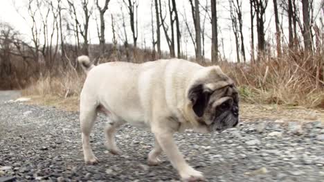 Pug-out-for-a-solo-walk