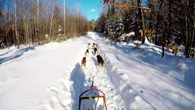 Musher-riding-sleigh