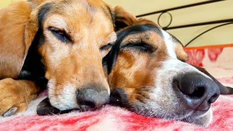 Close-up-of-dog-couple-sleeping-side-by-side.-A-funny-cute-moment.