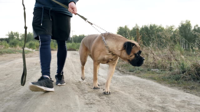 Closeup-Dolly-Schuss-von-jungen-sportlichen-Mann-zu-Fuß-mit-seinem-Bullmastiff-Hund-im-Freien-in-der-Natur-nach-dem-Workout-training