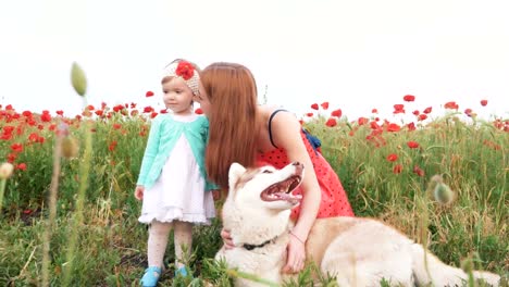 Mother-and-her-little-daughter-playing-with-siberian-husky-dog-in-poppy-field