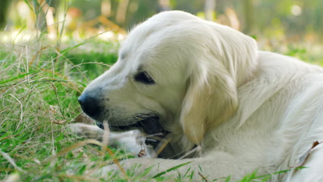 Perro-de-labrador-retriever-lindo-palo-de-madera-en-el-parque-de-la-roedura