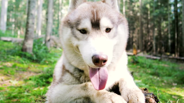 Cute-siberian-husky-dog-on-stump-in-forest