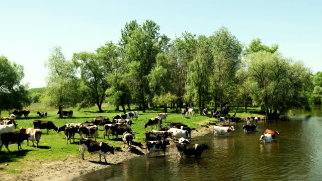 Rebaño-de-vacas-en-el-río-en-un-lugar-de-riego