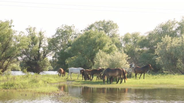 Small-herd-of-horses-and-foals-grazing