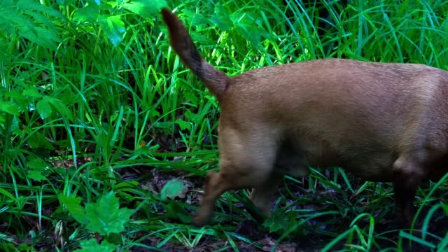 A-small-red-haired-dog-(the-Dachshund-breed)-quickly-digs-up-the-earth-in-the-forest.-The-dog-had-a-hunting-instinct.-She-digs-a-hole-to-get-to-the-prey.-The-earth-and-grass-are-wet-after-rain.-A-summer-sunny-morning-in-the-forest.