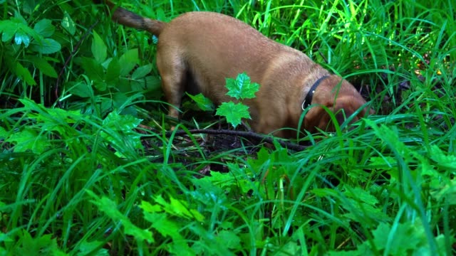 A-small-red-haired-dog-(the-Dachshund-breed)-quickly-digs-up-the-earth-in-the-forest.-The-dog-had-a-hunting-instinct.-She-digs-a-hole-to-get-to-the-prey.-The-earth-and-grass-are-wet-after-rain.-A-summer-sunny-morning-in-the-forest.