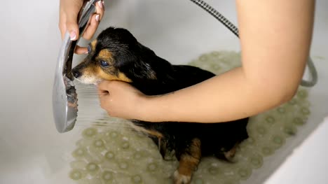 Bathing-Funny-Small-Dog
