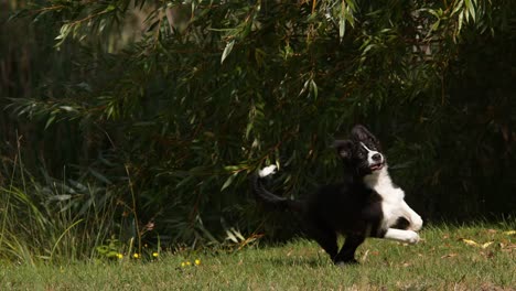 Border-Collie-Hund,-junger-Mann-läuft-auf-Rasen,-Normandie,-langsam-Motiion-4K