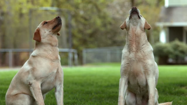 Closep-of-two-dogs-catching-treat-in-slow-motion