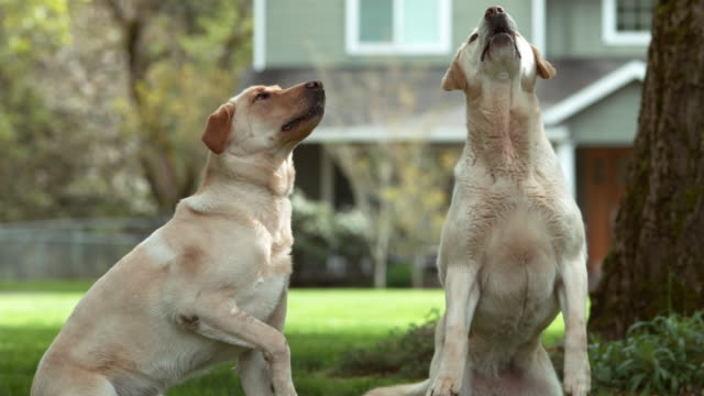 Dogs-catching-treat-in-slow-motion