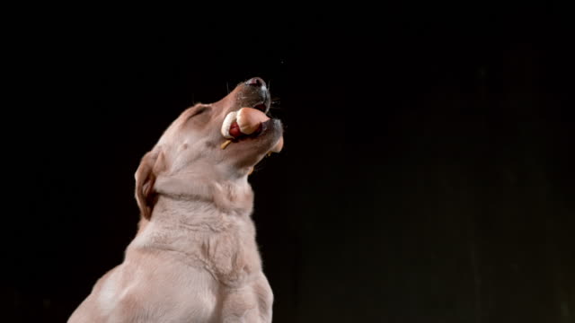 Dog-catching-hotdog-in-slow-motion