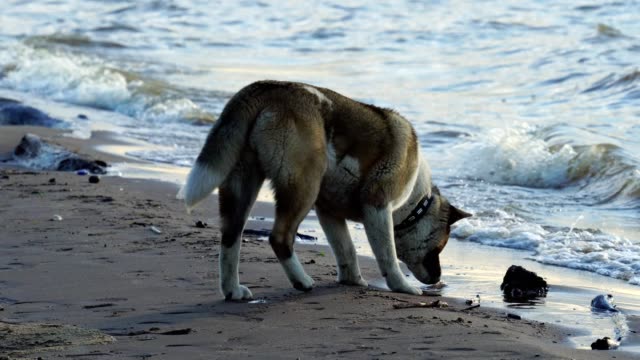 A-white-brown-dog-of-breed-American-Akita-walks-along-the-sandy-shore-of-a-large-lake.-The-dog-tries-to-drink-water-from-the-lake.-Small-waves-roll-on-the-sandy-shore.-Sunny-summer-evening.
