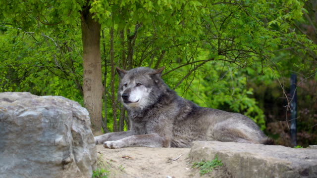 Die-grauen-farbigen-großer-Hund-liegend-auf-den-Felsen