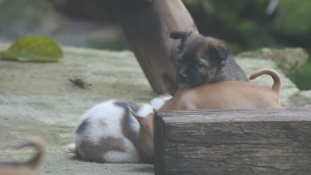 puppies-plying-with-each-others