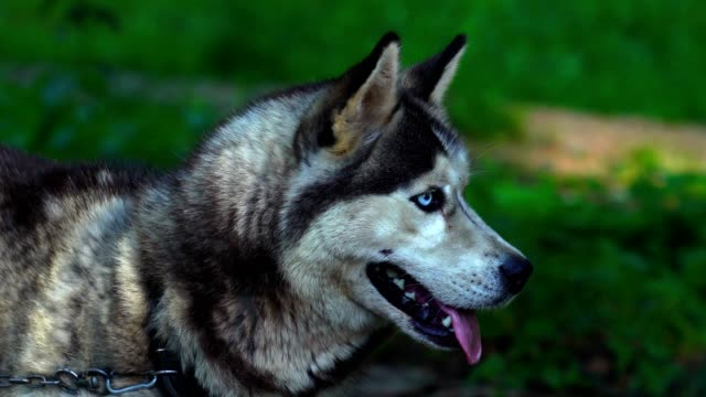 The-dog-of-the-Husky-breed-is-tied-with-a-chain-to-a-tree.-Dog-bark-and-worry,-as-the-feeding-time-approaches.