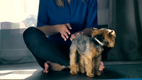 Frau-sitzt-im-Lotussitz-auf-Boden-und-streichelte-ein-Yorkshire-terrier