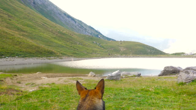 Lindo-perro-lobo-mirando-al-cielo-en-paisaje-de-montaña