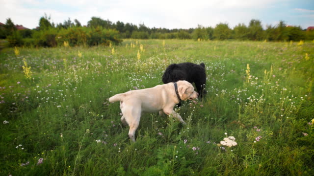 Zwei-Hunde-glücklich-zu-spielen-auf-dem-Rasen