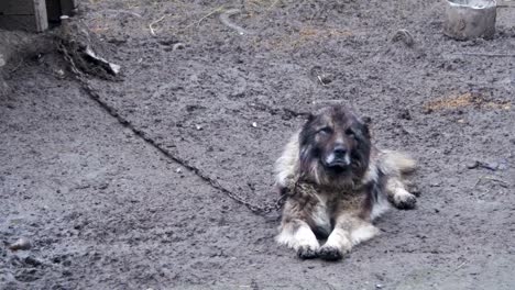 Gran-perro-guardián-malvado-en-una-cadena-alrededor-de-la-cabina-y-es-área-protegida