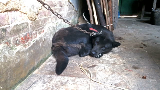 schwarzen-schläfrig-Doggy-in-einem-Haus